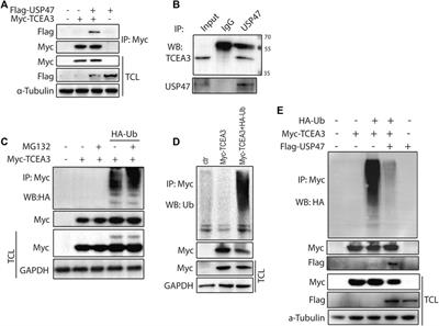 USP47-Mediated Deubiquitination and Stabilization of TCEA3 Attenuates Pyroptosis and Apoptosis of Colorectal Cancer Cells Induced by Chemotherapeutic Doxorubicin